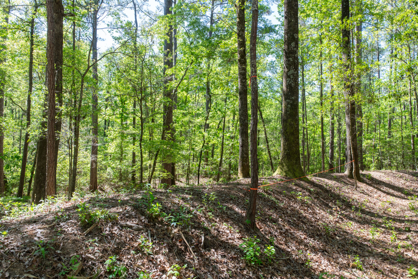 Confederate earthworks Honey Hill.jpg